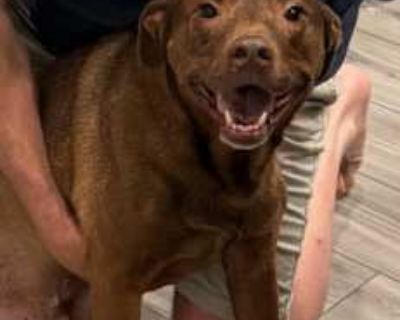 Scooby - American Staffordshire Terrier/Labrador Retriever Mix Male Dog for Adoption