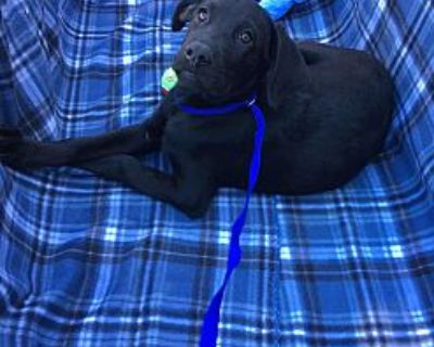 Bristol - Labrador Retriever Female Puppy for Adoption