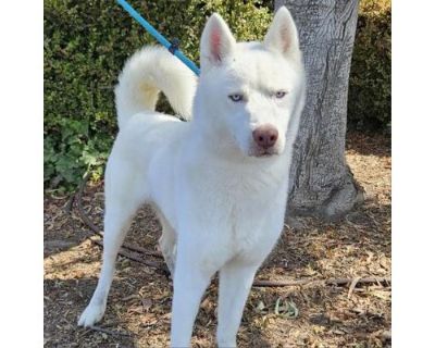 Sinatra (C000-546) - Claremont Location - Husky Male Dog for Adoption