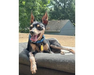 Mickey - Miniature Pinscher Male Dog for Adoption