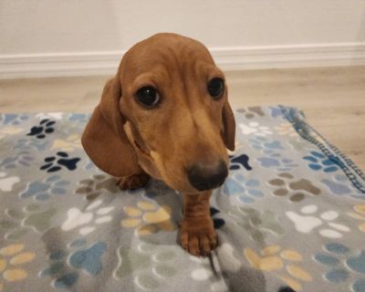 Mini Dachshund Puppies