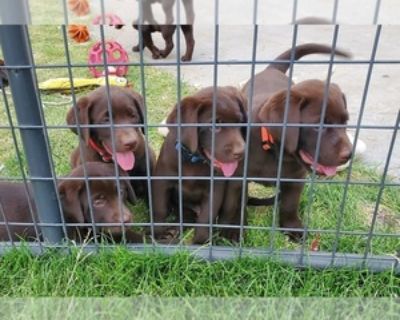 Lab Puppy Colorado Springs Classifieds Claz Org