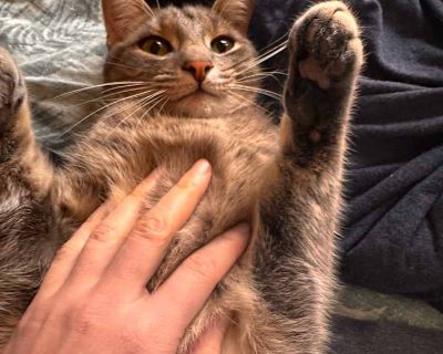 E&b: Bert - Domestic Shorthair Male Cat for Adoption