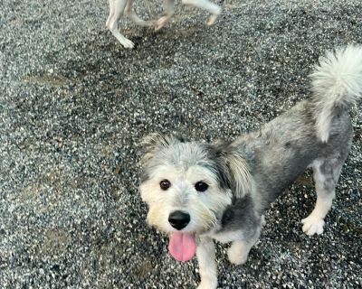 PUPPY: Wally - Terrier Mix Male Puppy for Adoption