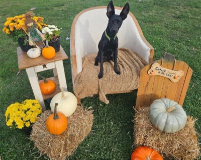 Wayne is a sweet little guy who has a zest for life and a love for all things adventure with his favorite people. Wayne is great with other dogs, rides amazing in the car and just loves to have fun. Wayne is on medicine for seizures that he will most likely need lifelong care for.. Health Spayed / neutered.. Young Male Small