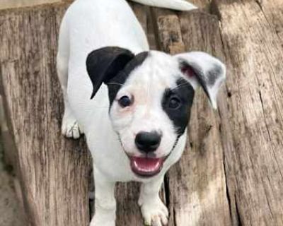 Orla - Terrier (Unknown Type, Medium)/Boxer Mix Female Puppy for Adoption