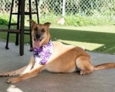 Tater - Shepherd Mix Female Dog for Adoption