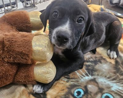 The remaining "P" Pups are Penelope 11.6lbs, Parker 12.8 lbs, Peter 13.4 lbs, Palmer 14.8 lbs, and Phoenix 13.2 lbs. All of which can be found on our website and Petfinder. Everybody at 2.5 months old is growing appropriately for their age, receiving all of their needed vaccinations, will be completing their spay/neuter procedure soon, and will be ready for transport to their fur-ever home mid ...