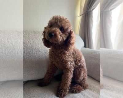 Churro - Male Goldendoodle-Miniature Bernedoodle Mix Puppy for Sale