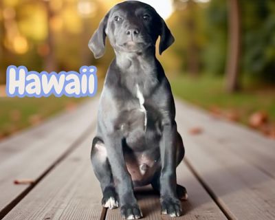 Visit www.wtfarmtn.org to submit an adoption application. All dogs are age-appropriately vetted: - Spayed/Neutered (3+ months old) - Vaccinated - DAPPv (6+ weeks old), Bordetella (6+ weeks old) & Rabies (3+ months old) - Microchipped - Dewormed & Other Internal Parasite Prevention/Treatments - Broad-spectrum as well as Tapeworm, Coccidia & Giardia - Flea, Tick & Heartworm Prevention/Treatments ...