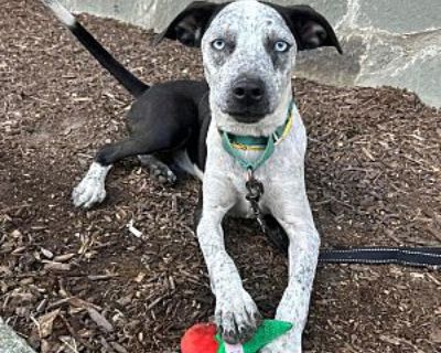 Jeremy ~meet me! - Australian Cattle Dog/Labrador Retriever Mix Male Dog for Adoption