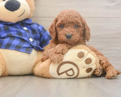 CODY - Mini Goldendoodle Male Puppy for Sale