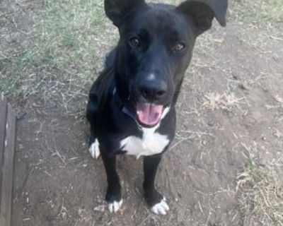 Hades - Retriever Mix Male Dog for Adoption