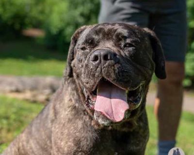 Rocco - Mastiff Male Dog for Adoption