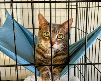 Mantis - American Shorthair Male Cat for Adoption