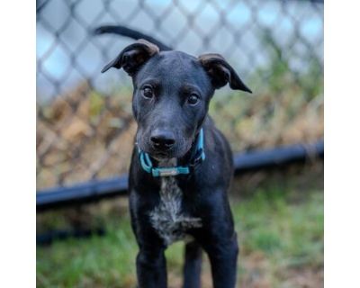 Coal - Labrador Retriever/Shepherd (Unknown Type) Mix Male Puppy for Adoption