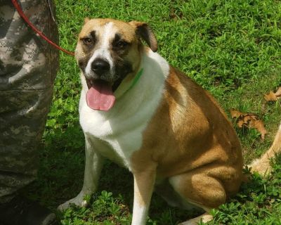 Silas - Labrador Retriever & Treeing Walker Coonhound Mix Male Dog for Adoption