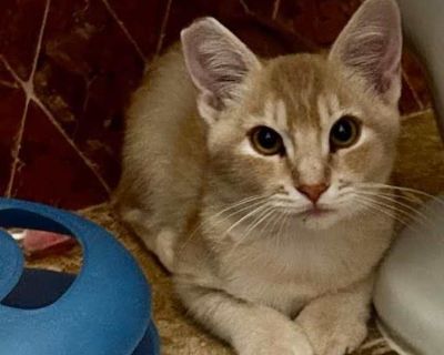 Jerry - Domestic Shorthair Male Kitten for Adoption
