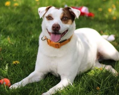 Sid - Terrier (Unknown Type, Medium) Male Puppy for Adoption