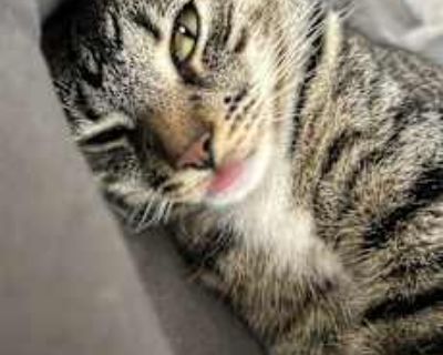 Bunny - American Shorthair Female Cat for Adoption