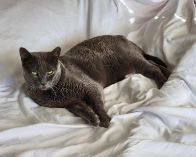 Powder - Russian Blue Male Cat for Adoption