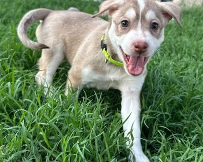 Livvy is a loving, playful 7 week old lab / husky mix that weighs 5 lbs. She is estimated to be around 40-45 lbs once she is full grown. This affectionate cuddle bug absolutely loves to be held and snuggled on by her humans. When you talk to her, she tilts her head from side to side as if she's listening to every word you say, and sometimes she will even do a "woo woo" back to you. She is a ray...