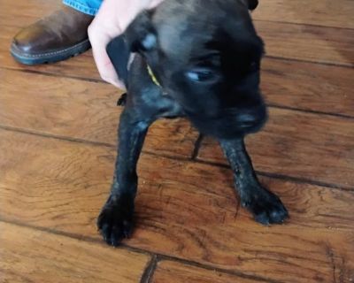 Male cane Corso pup