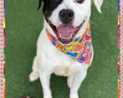 CALYPSO - American Bulldog Female Dog for Adoption