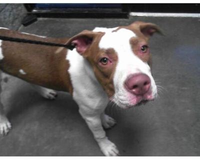 BRUNO - American Pit Bull Terrier Male Dog for Adoption