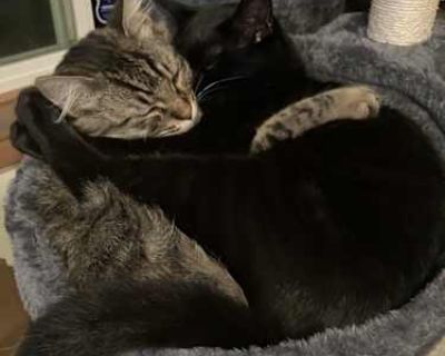 Ember and Umber - Tabby Male Cat for Adoption