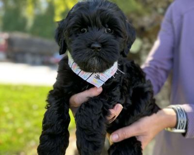 The Royal Mile – Piper the Cockapoo