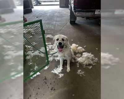 Bear - Great Pyrenees Male Puppy for Adoption