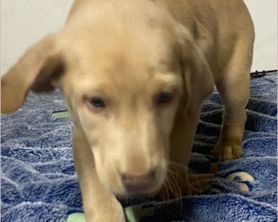 Kev - Male Puppy Lab mix for Adoption