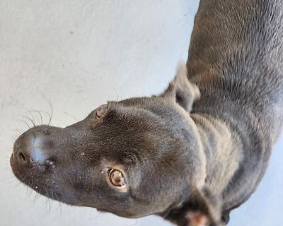 At just 6 months old, Lancelot is already winning hearts with his charming personality and striking black-and-white coat. This male Lab mix is the perfect blend of playful energy and loyal companionship a true gentleman in the making.. Coat length Short Health Vaccinations up to date, spayed / neutered.. Young Male Medium Black , White / Cream