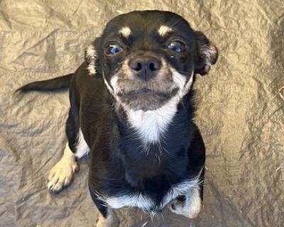 Rizas - Chihuahua Female Dog for Adoption