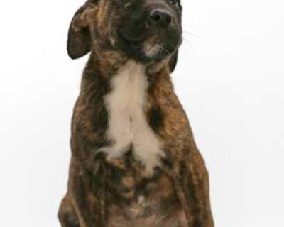 Owen - Labrador Retriever Male Puppy for Adoption
