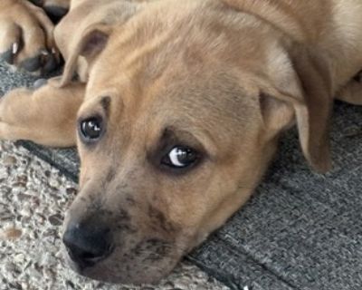 Robin - Australian Cattle Dog / Blue Heeler Mix Female Puppy for Adoption