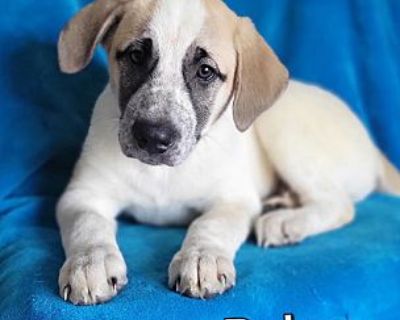 Ryker - Australian Cattle Dog/German Shepherd Dog Mix Male Puppy for Adoption