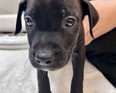 Scramble - Labrador Retriever/American Pit Bull Terrier Mix Male Puppy for Adoption