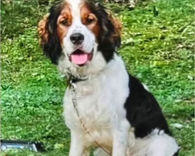 Trigger - Male Puppy English Springer Spaniel for Adoption