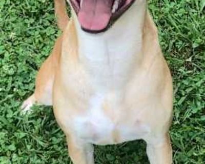 Jan - Labrador Retriever Female Dog for Adoption