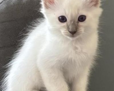 Blue Point Male Red Collar - Balinese Male Kitten For Sale