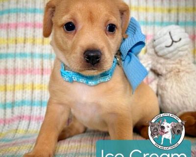 This cutie is Ice Cream. She is currently 1 month old and we think they may be a Lab mix, but with rescue its a guess! What matters most is that they are adorable and are one the MOST desperate in the entire US based on statistics for where this puppy is from. Shelters in this area are having to euthanize puppies. So, this puppy needs you! If you choose a puppy from us, it saves their life as w...