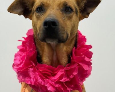 Chase - German Shepherd Dog & Pit Bull Terrier Mix Male Dog for Adoption