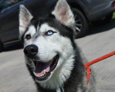 RIVER - Husky/Mixed Breed (Medium) Mix Male Dog for Adoption