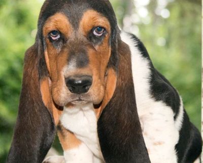 2 Male and 2 Female Basset Hound Puppies for Sale