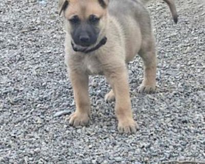 MR BLACK - German Shepherd Dog Male Puppy for Adoption