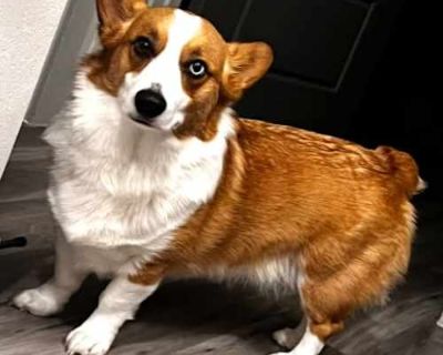 Ozzie - Corgi Male Dog for Adoption