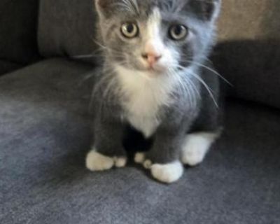 Household pet. Not registered. Kitten will be wormed. Sweet and playful