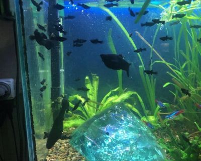 Baby Black Mollie Tropical Fish